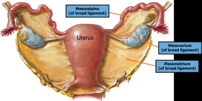 Start studying female pelvis with adaptive flashcards! Female Pelvic Anatomy - Repro with Otey at University Of North Carolina School Of Medicine ...