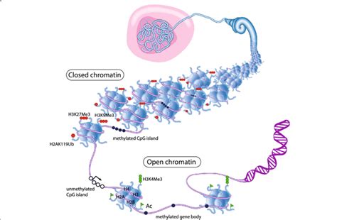 eukaryotic chromosome structure chromatin chromatid dna