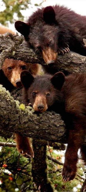 Close Up Of Three Brown Bears Napping In A Tree Dieren Mooi Bruine