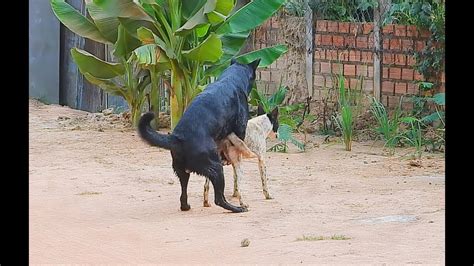 Awesome Dogs Mating Friend In Field Breeding Pets Season Asia