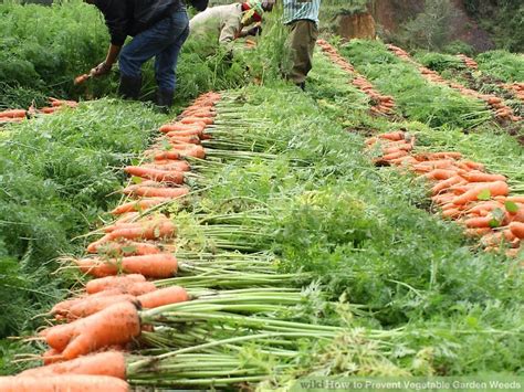 Mulch provides a cover to block cultivating or tilling the soil around vegetable plants in a garden is an effective, nontoxic method for. How to Prevent Vegetable Garden Weeds: 7 Steps (with Pictures)