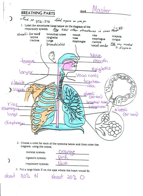 Respiratory System Diagram And Vocabulary Ms Crawley