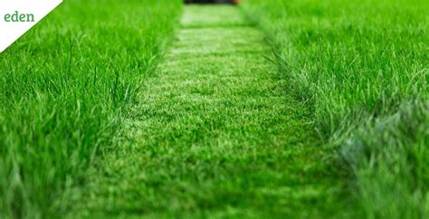 Common Lawn Problems And Their Fixes Eden Lawn Care And Snow Removal