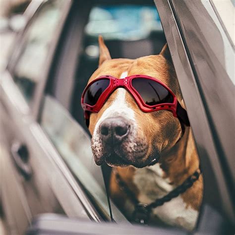 The 13 Best Dog Sunglasses For Summer Dog Sunglasses Dog Goggles