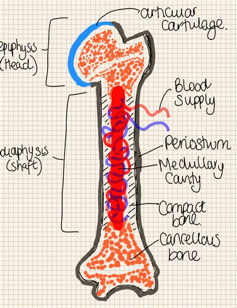 A place to find hints, tips and ask questions. : Long Bone Structure