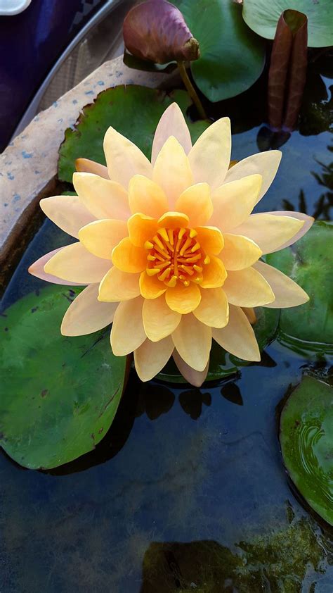 While traditional herbal medicine extensively used the roots, stalks and flowers of water lily, actually the petals as well as other floral parts of this aquatic plant are extremely strong and effective. Water Lily in Hyderabad - Nymphaeaceae - Wikipedia, the ...