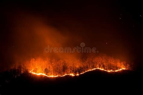 Forest Fire Burning Trees At Night Stock Image Image Of Heat Fire