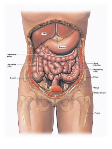 Learn internal organs of the human body in english. Illustration of the Anatomy of the Female Abdomen and ...