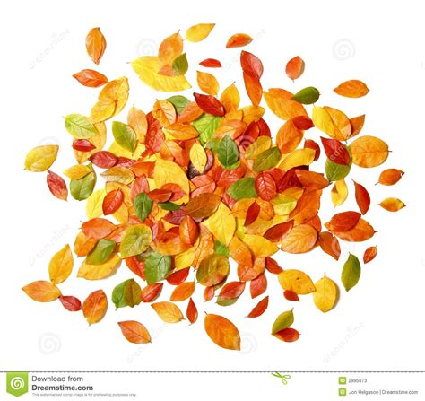 Pile Of Fall Leaves Clip Art 10 Free Cliparts Download Images On