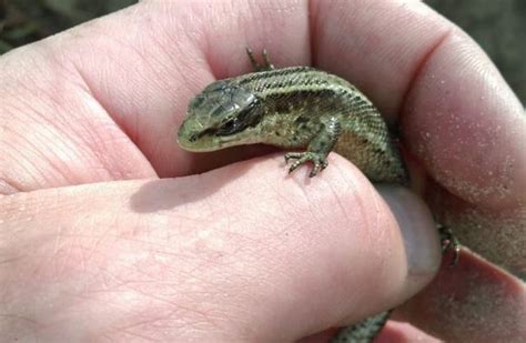 Irish Lizards Thriving In The Heat But Fires Pose A Particular Danger