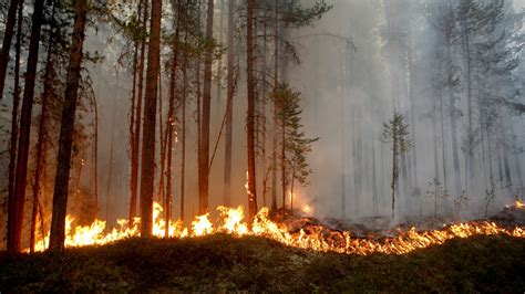 Forest Fires Will Become More Frequent As Climate Warms Says Scientist