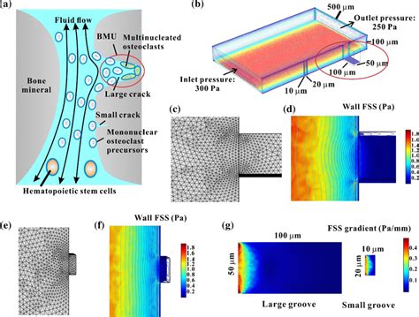 Fluid Flow Around Microdamages In Trabecular Bone Cavities A A