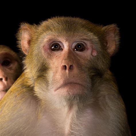 Free photo: Brown Monkey Photo - Animal, Monkey, Young - Free Download - Jooinn