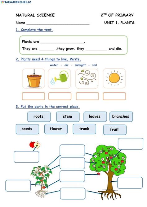 plants interactive  downloadable worksheet     exercises
