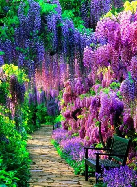 Wisteria A Rainbow Waterfall Of Bright Colors And Flowers In Your