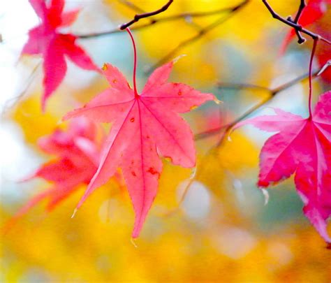 Wallpaper Park Pink Autumn Trees Red Tree Fall