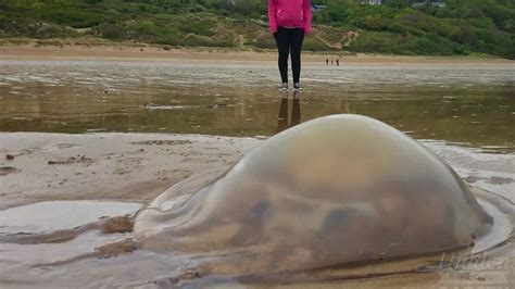 Mega Swarm Of Thousands Of Giant Jellyfish Invades The Uk Coastline