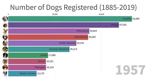Most Popular Dogs In The World 1885 2019 Youtube