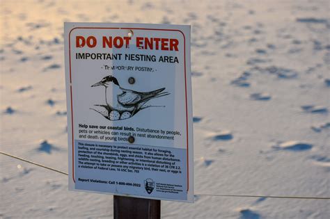 Least Terns Gulf Islands National Seashore Us National Park Service