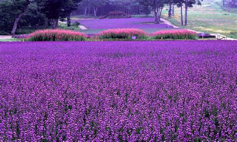 Field Of Lavenders Image Abyss