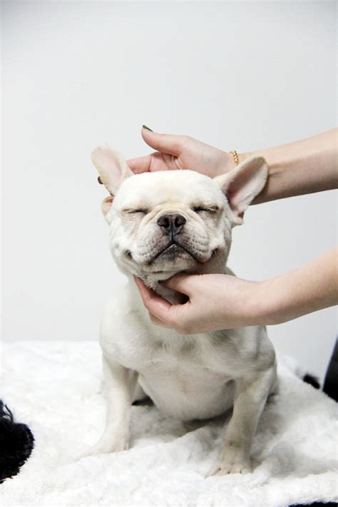 Mercy puppy rescue (mpr) established in august 2016 by a serious dog lovers who couldn't stand precious lives getting put down after such a short shelter life with over population and lack of potential adopters in korea. French Bulldog | Mercy Puppy Recue