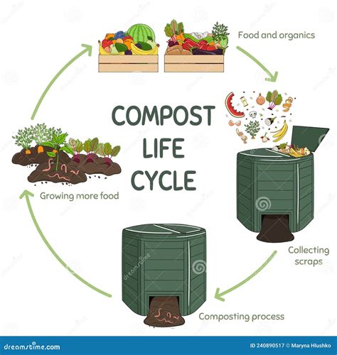 Infographic Of Composting Bin With Kitchen Scraps What To Or Not To