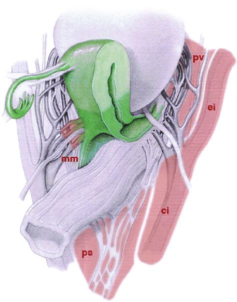 4 Anatomy Of The Müllerian Compartment And Its Lymphatic Drainage