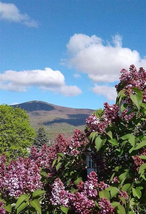Mt Greylock Adams Massachusetts Lilacs Lilac Trees Spring Flowers