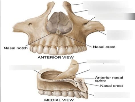 Maxilla Anatomy Maxilla Anatomy Function And Treatment