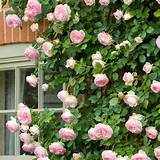 In 1881, general charles gordon (later known as gordon of khartoum) embarked on a long voyage to an archipelago off east africa. Rose Eden Climber® | White flower farm, White climbing ...