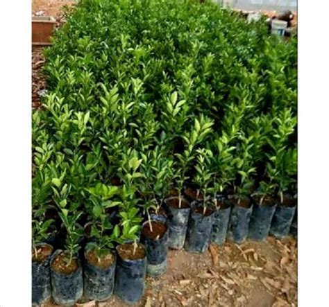 Kiat Kiat Grafted Dwarf Ponkan Oranges Live Plant Seedlings Furniture