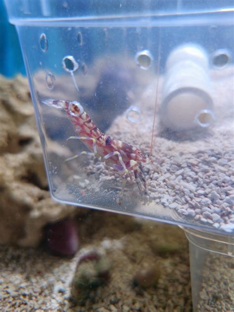 Tiger Pistol Shrimp Inverted Reef