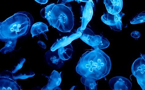 Animal Jellyfish Abstract Blue Dark Wallpaper Animals Wallpaper
