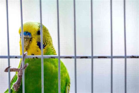 Why Does My Parakeet Eat His Poop Embora Pets