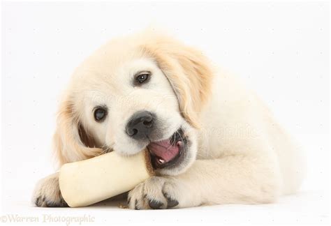 Dog Golden Retriever Pup Chewing A Bone Photo Wp33148