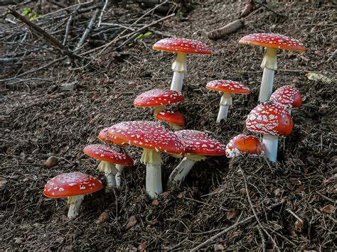 Amanita Muscaria Free Photo On Pixabay Pixabay