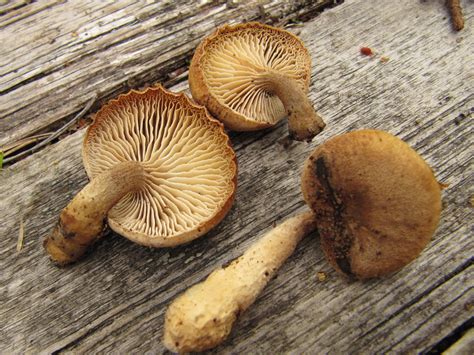 Lentinus adhaerens - identifier-les-champignons.com