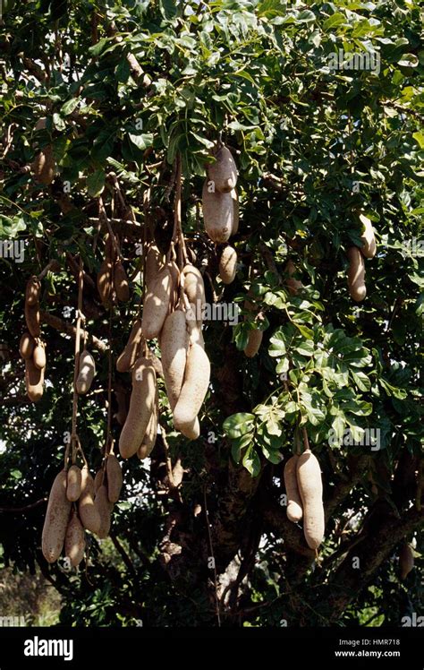Sausage Tree Leaves And Fruits Kigelia Africana Bignoniaceae Stock