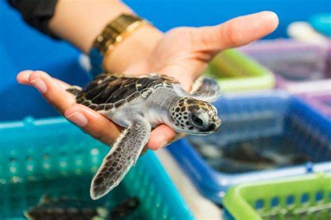 Sex And Sea Turtles New Study Reveals Impact Of Climate Change Sea Level Rise