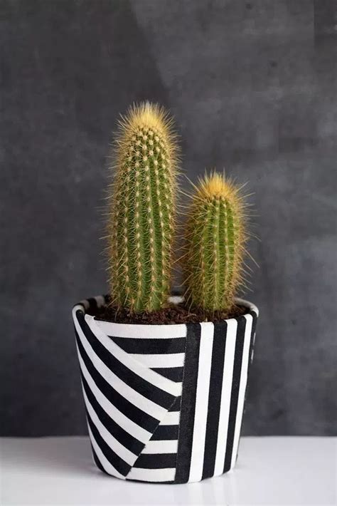13 Dazzling Yet Beautiful Diy Cactus Pots That Everyone Can Make