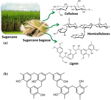 A Sugarcane Plant Sugarcane Bagasse And Its Main Constituents