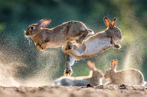 Dec 17-23: Entries of the week - 2019 Sony World Photography Awards