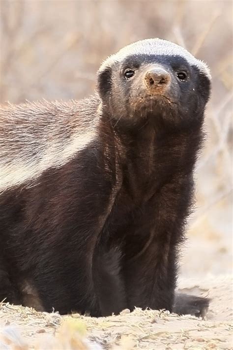Honey Badger Houdini Finds Ways To Escape From Every Enclosure Video
