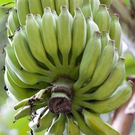 Organic G9 Fresh Banana Inr 25inr 35 Dozen By Prs Exports From