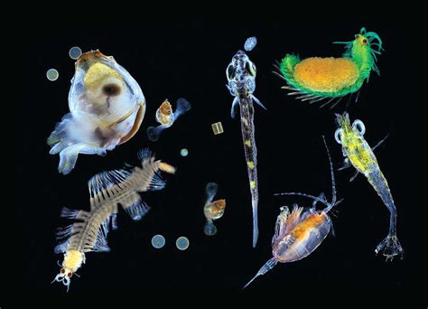 Revealed The Oceans Tiniest Life At The Bottom Of The Food Chain