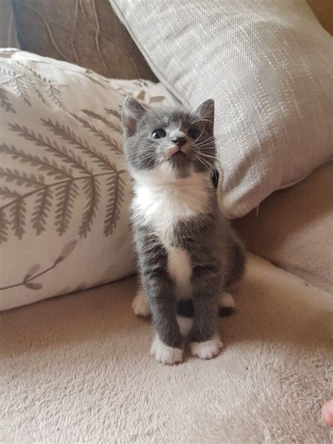 Adorable Kittens For Sale In Bournemouth Dorset Gumtree