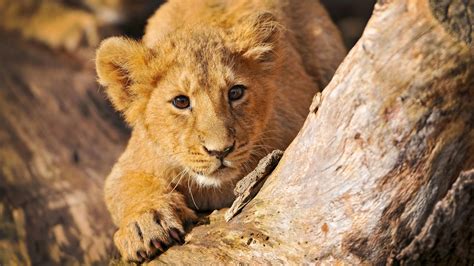 🥇 Animals Baby Feline Lions Wallpaper 51536