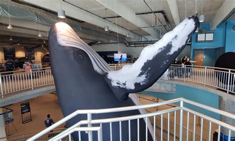 Thar She Blows Whales Sighted At Clearwater Marine Aquarium St Pete