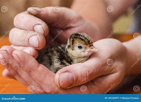 Newborn Turkey In The Rough Hands Of A Farmer Stock Image Image Of