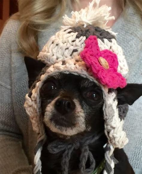 Crochet Hat For Dogs Small Dog Clothing Chihuahua Hats Etsy